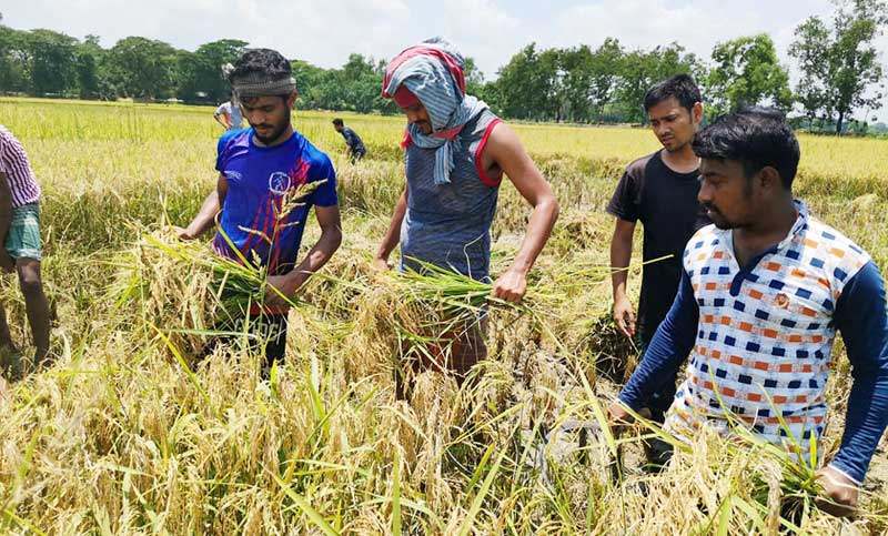 তথ্যমন্ত্রীর নির্দেশে রাঙ্গুনিয়ায় পাকা ধান কেটে দিচ্ছে ছাত্রলীগ