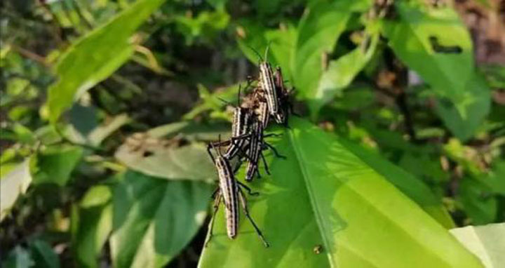 টেকনাফের সেই পোকার নমুনা সংগ্রহ