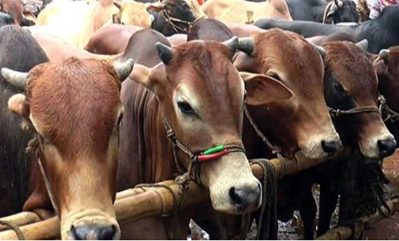 করোনার অজুহাতে কোরবানির বিধান শিথিল করা যাবে না