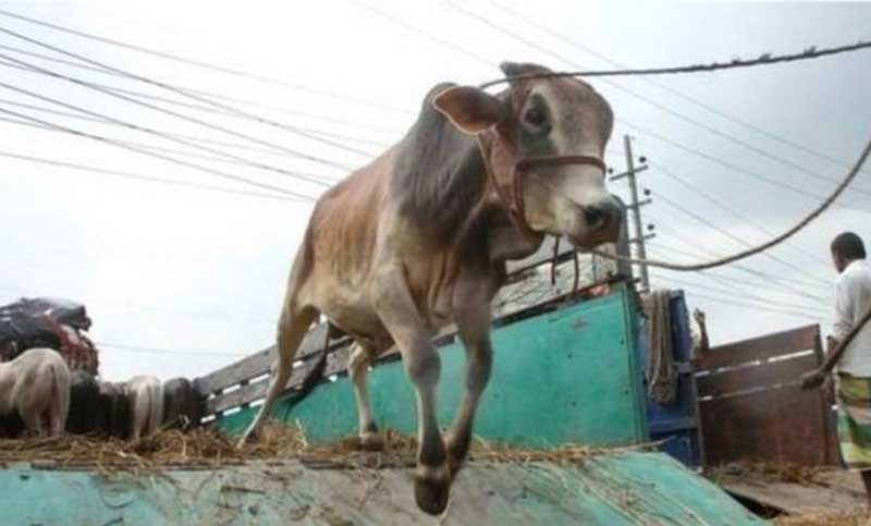 অনলাইনে এবার পশু বিক্রি বেড়েছে