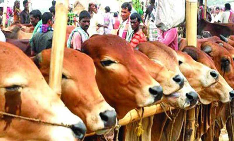ডিএসসিসির যে ৫ স্থানে বসবে অস্থায়ী পশুর হাট
