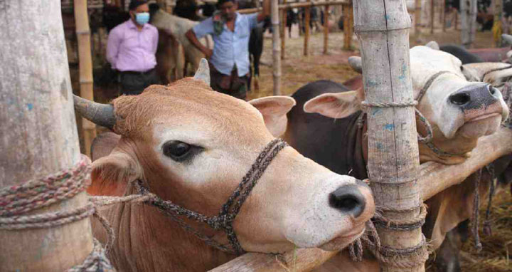 নিরাপত্তায় পশুর হাটে ভ্রাম্যমাণ দোকান নয় : ডিএমপি