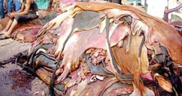 প্রয়োজনে কাঁচা চামড়া রফতানি করা হবে : বাণিজ্যমন্ত্রী