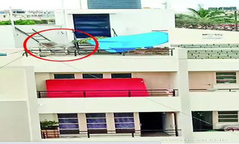 ছয়তলা ভবনের ছাদ থেকে গরু উদ্ধার