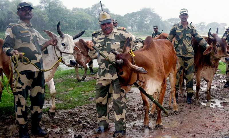 বাংলাদেশে গরু পাচার চক্রের সাথে বিএসএফের যোগসাজশ ফাঁস সিবিআই তদন্তে