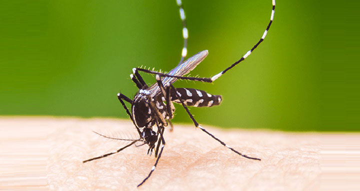 ২৪ ঘণ্টায় রেকর্ড ১৪৩ ডেঙ্গু রোগী হাসপাতালে