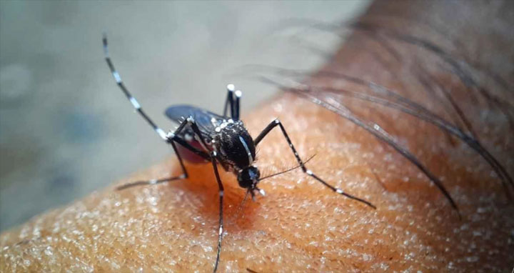 আরও ১৬৩ জন ডেঙ্গু রোগী হাসপাতালে ভর্তি