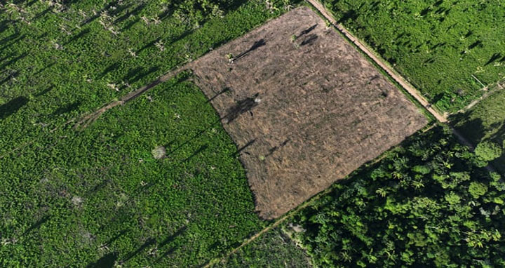 এপ্রিলে বন উজাড়ের পরিমাণ কমেছে ব্রাজিলে