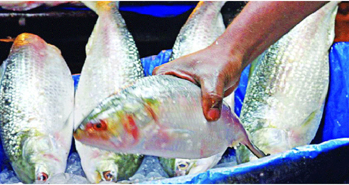 ইলিশ ধরার ২২ দিনের নিষেধাজ্ঞা শুরু