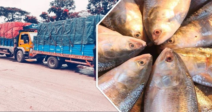 ৯ দিনে ভারতে গেল সাড়ে ৬০০ টন ইলিশ