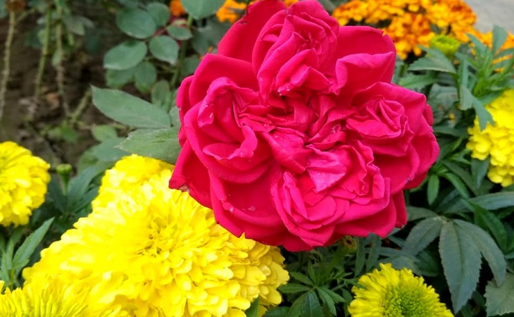 আজ বসন্ত-ভালোবাসায় রাঙবে মন!