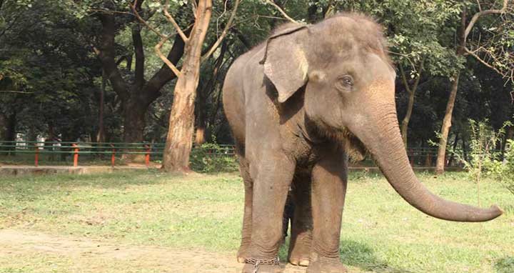 চিড়িয়াখানায় হাতির পায়ে পিষ্ট হয়ে কিশোরের মৃত্যু