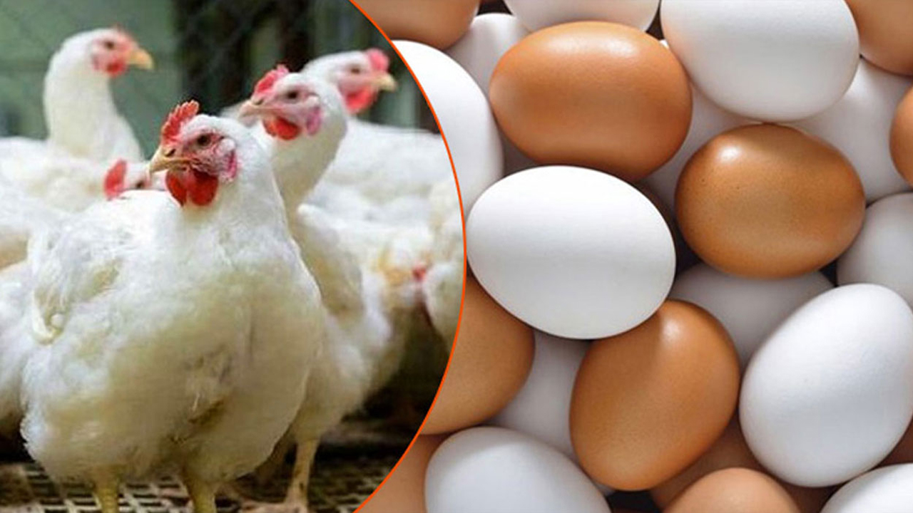 রকারের আশ্বাসে ডিম-মুরগির উৎপাদন বন্ধের সিদ্ধান্ত প্রত্যাহার