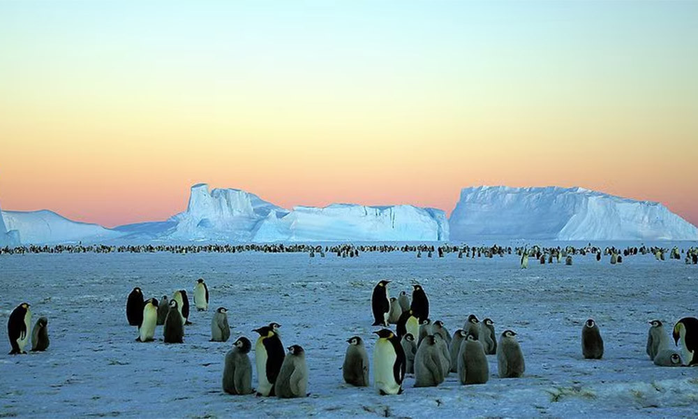 জনশূন্য পেঙ্গুইনের দ্বীপেও শুল্ক বসালেন ট্রাম্প!