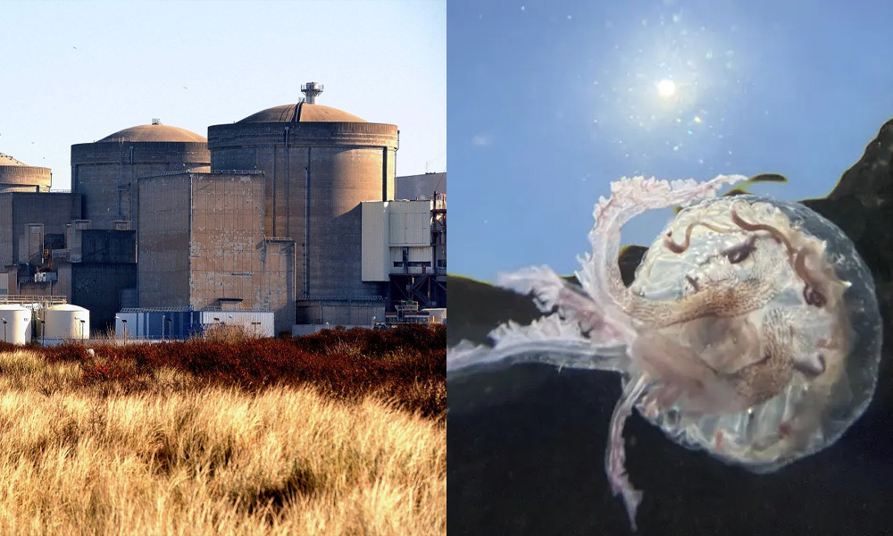 জেলিফিশের কারণে ফ্রান্সে পারমাণবিক বিদ্যুৎ কেন্দ্র বন্ধ