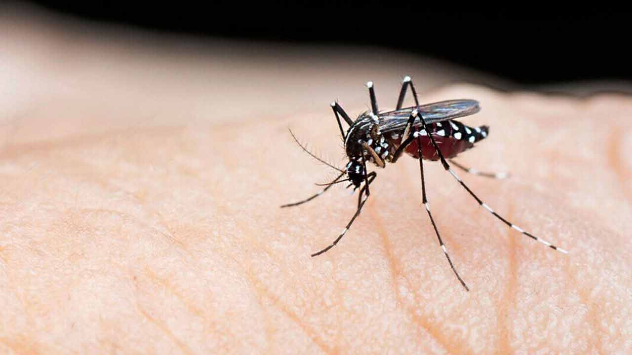 ডেঙ্গুতে আরও সাতজনের প্রাণহানি