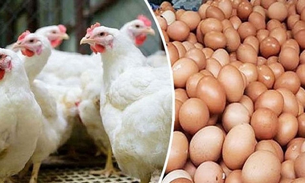 ৭ দাবি না মানলে শনিবার থেকে মুরগি ও ডিম উৎপাদন বন্ধ : বিপিএ