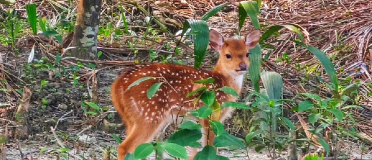 কয়রায় ট্যুরিজম বোর্ডের উদ্যোগ বাস্তবায়ন হয়নি ৫ বছরেও