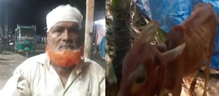 গরু চুরি করে বিএনপি নেতার গোয়ালঘরে রেখে গেল চোর!