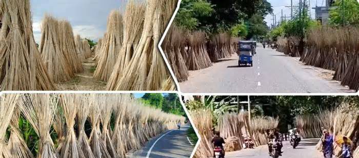 সোনালী আঁশে খরচ উঠছে না কৃষকের, ভরসা পাটখড়ি