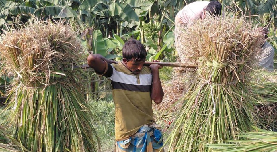 উত্তরাঞ্চলে আগাম আমন কাটা শুরু, শীতকালীন ফসলে লাভের স্বপ্ন কৃষকের