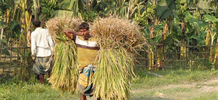 রংপুর অঞ্চলে আগাম জাতের আমন ধান কাটা শুরু