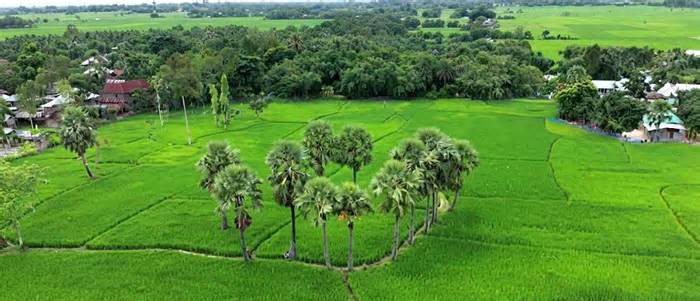নওগাঁর নিয়ামতপুরের ঘুঘুডাঙ্গা গ্রাম ও বিখ্যাত তালসড়কের ইতিহাস